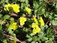 Селезеночник очереднолистный, обыкновенный – Chrysosplenium alternifolium L.