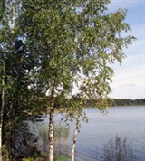 Селигер (береза у берега)