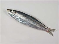 Сельдеобразные (Килька североморская)