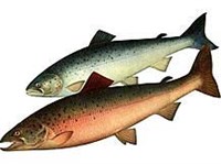 Семга (рисунок)