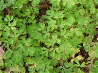 Семиаквилегия бесшпорцевая – Semiaquilegia ecalcarata (Maxim.) Sprague et Hutch.