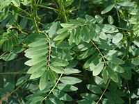 Сенна мариландская – Senna marilandica (L.) Link. (1)