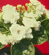 Сенполия (2)