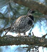 Серая куропатка (самец)