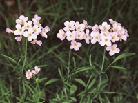 Сердечник луговой – Cardamine pratensis L.