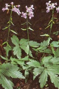 Сердечник луковичный, зубянка луковичная – Cardamine bulbifera (L.) Crantz.