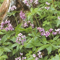 Сердечник пятилистный, зубянка пятилистная – Cardamine pentaphyllos (L.) Crantz.