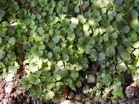 Сердечник тройчатолистный – Cardamine trifolia L.