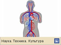 Сердце (функционирование сердца и система кровообращения)