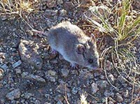 Серебристая полевка (Alticola argentatus)