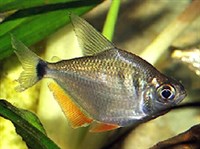 Серебристая тетра (Ctenobrycon spilurus)