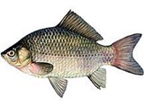 Серебряный карась (рисунок)