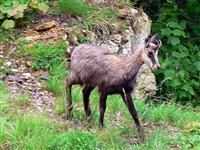 Серна (животное)