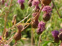 Серпуха венценосная – Serratula coronata L