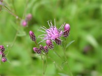 Серпуха красильная – Serratula tinctoria L.