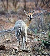 Серый дукер (Sylvicapra grimmia)