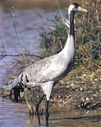 Серый журавль (Grus grus)