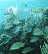 Серый луциан