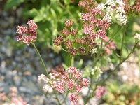 Сесели горная – Seseli montanum L.