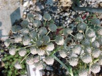 Сесели камеденосная – Seseli gummiferum Pall.ex Sm.