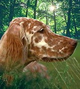 Сеттеры (английский сеттер)