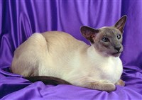 Сиамская кошка (1)