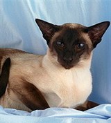 Сиамская кошка (3)