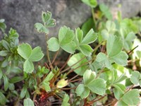 Сиббалдия распростертая – Sibbaldia procumbens L.