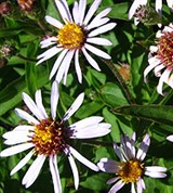Сибирская Астра (Aster sibiricus)