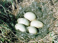 Сибирская гага (гнездо)