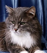 Сибирская кошка (двухцветная)