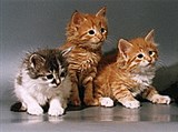 Сибирская кошка (котята)
