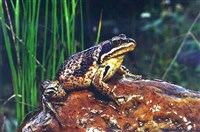 Сибирская лягушка (Rana chensinensis)