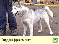 Сибирская хаски (видео)