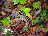 Сибирский бурундук (Tamias sibiricus)