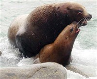 Сивуч (пара)