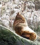 Сивуч (Eumetopias jubatus)