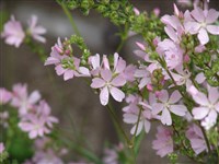 Сидалцея мальвоцветковая – Sidalceae malviflora (DC.) A.Gray.