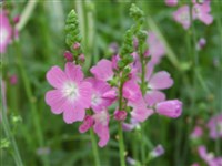 Сидалцея новомексиканская – Sidalceae neomexicana A.Gray.