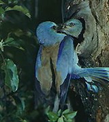 Сизоворонка