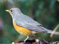 Сизый дрозд (Turdus hortulorum)