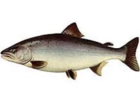 Сима (рисунок)