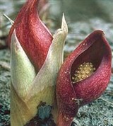 Симплокарпус