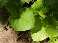 Симплокарпус вонючий – Symplocarpus foetidus (L.) Salisb.