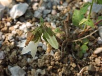 Симфиандра Хоффмана – Symphyandra hoffmannii Pantocsek. (1)