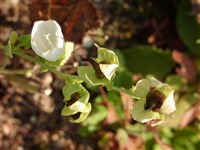 Симфиандра армянская – Symphyandra armena (Stev.) A.DC.