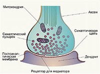 Синапс (строение, схема)