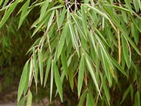 Синарундинария блестящая – Sinarundinaria nitida (Mitford) Naka. (1)