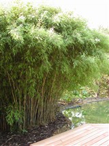 Синарундинария блестящая – Sinarundinaria nitida (Mitford) Naka. (2)