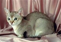 Сингапурская кошка